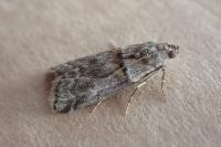 Acrobasis consociella