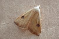 Rivula sericealis
