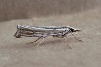 Ancylolomia tentaculella