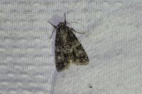 Acronicta rumicis