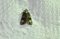 Craniophora ligustri