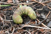 Sphinx ligustri