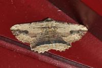 Menophra abruptaria