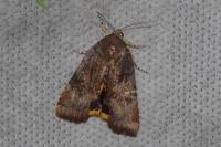 Noctua janthe/janthina
