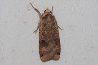 Noctua pronuba