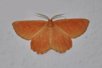 Angerona prunaria