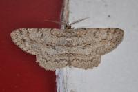 Hypomecis punctinalis
