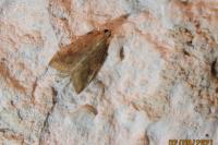 Udea ferrugalis