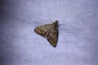 Metasia cuencalis bourgognei