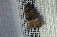Mesoligia furuncula
