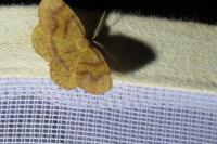 Plagodis pulveraria