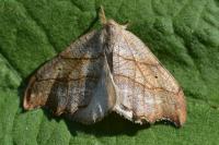 Falcaria lacertinaria