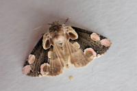 Thyatira batis