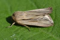 Leucania comma
