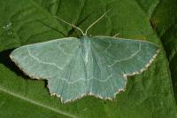 Thalera fimbrialis