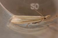 Crambus perlellus