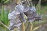 Laothoe populi
