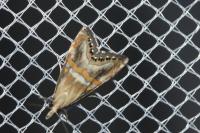 Euchromius anapiellus