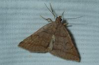 Zanclognatha lunalis