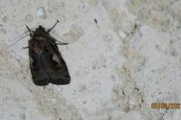 Xestia c-nigrum