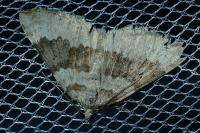 Coenotephria salicata