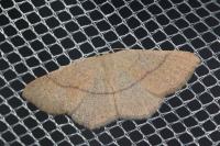 Cyclophora suppunctaria