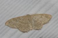 Idaea mancipiata
