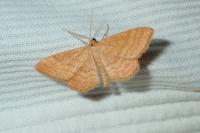 Idaea ochrata