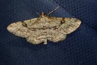 Peribatodes rhomboidaria rhomboidaria