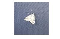 Nymphula nitidulata
