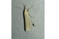 Crambus perlellus