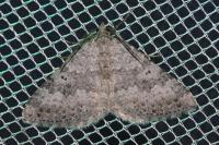 Scotopteryx bipunctaria