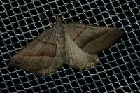 Scotopteryx luridata/mucronata