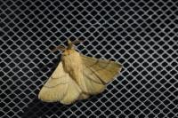 Malacosoma neustria