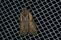 Bryophila raptricula