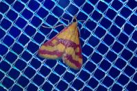 Pyrausta sanguinalis