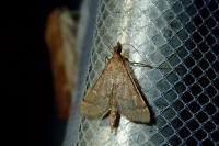 Dolicharthria punctalis