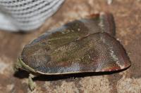 Noctua janthe/janthina