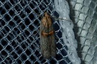 Oxybia transversella