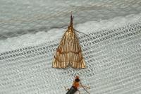 Chrysocrambus linetella