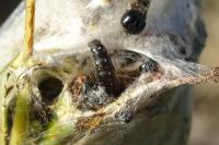 Eriogaster arbusculae