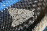 Acronicta aceris