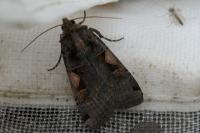 Xestia c-nigrum