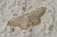 Idaea seriata