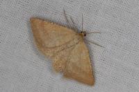 Aplasta ononaria