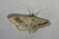 Idaea aversata