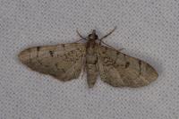 Eupithecia silenicolata