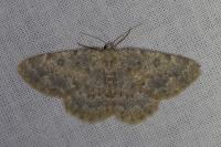 Charissa mucidaria