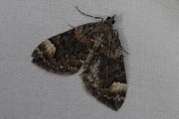 Dysstroma citrata