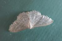 Idaea subsericeata